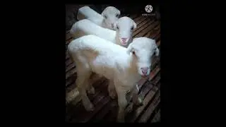 What Is The Breed Name ? #Sheep Lover's
