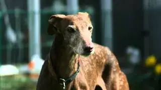 spanische hunde in deutschland