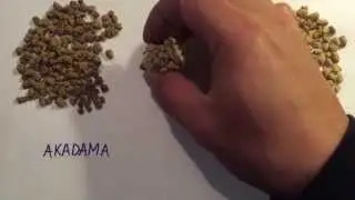Sencillo experimento con Akadama, Kiryuzuna y un im&aacute;n