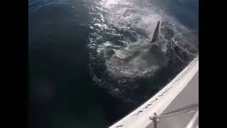 Great White Shark Preview