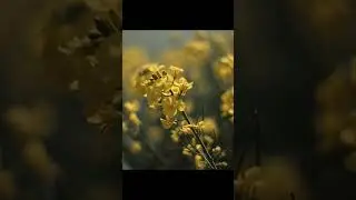 close-up of yellow canola flowers in a field, shot on an arri alexa mini with cooke anamorphic le...