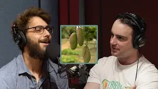 Alex's Favorite Mangos Of All Time (Tropical Acres)