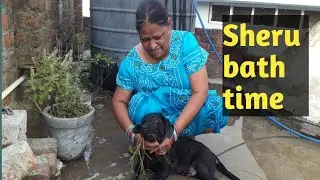 sheru bath time. black Labrador.