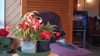 #photography#videos#flowers#begonia @kapcoastsunsetcliviaseascapes