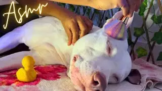 ASMR NO MEU CACHORRO CARINHO COM PINCEL