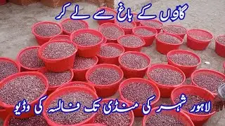 Falsa after Harvesting Full Video|Falsa farming informative video #Falsa_fruit #Grewia_asiatica