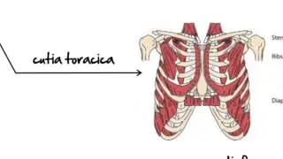 Biologie clasa 7-a lectia: Sistemul Muscular