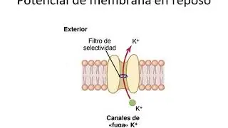 Clase 15  Bioelectricidad