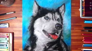 Soft Pastel Pencil Drawing Siberian Husky ( ALPHA ) Drawlogy