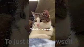 Subscribe for more cat content ❤️ #felix #pet #funny #cat #catholic #catlover #catunity #caturday