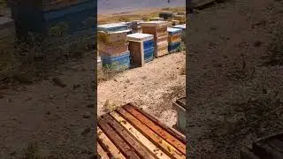 Checking the first bee hive for the day #ytshorts #honey #trending #shorts #ytshort