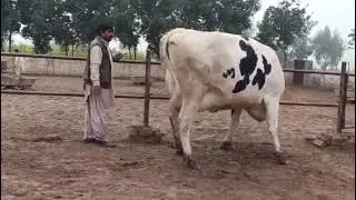 Cholistani Frisian cross cow for sale in Pakistan|Big  cow for sale in Punjab