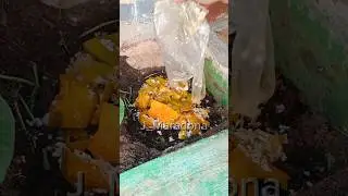 Homemade Compost from Kitchen Waste for Plant Nutrition #gardenhacks
