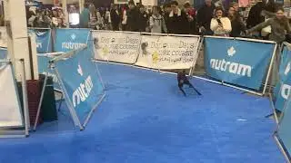 remy the manchester terrier takes on the lure course 🐕‍🦺💨