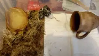 hunting of a baby Russian rat snake\амурский полоз,детеныш на охоте)