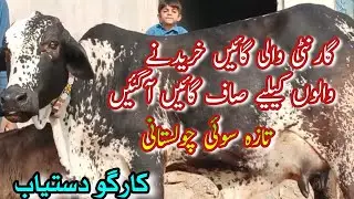 PURE CHOLISTANI COWS TOP QUALITY FOR SALE NEAR MADRASSA MANDI BAHAWALNGER || Dairy Farming Bread
