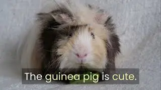 English Vocabulary Beginner 002 | Animals &ndash; Pets
