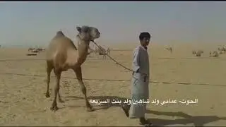 ركاب الفاتوح ركاب ال فاتوح