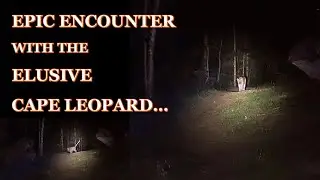Extremely Elusive CAPE LEOPARD (on foot at night!)