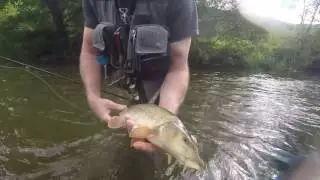 Barbenfischen an der Kyll