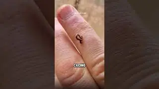 Beginilah cacing paling kecil didunia‼️😱