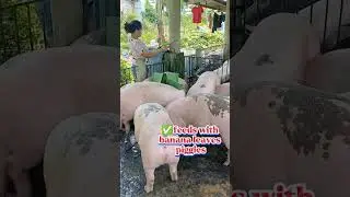 Improve Pig Health With Better Feeding #PigFeed #FarmHacks #LivestockCare