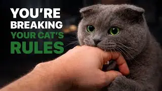 🚨Your Cat EXPECTS You to Follow THESE Rules (You&rsquo;re Breaking Them!)