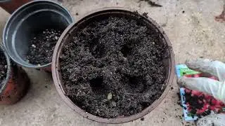 Beginner Friendly - How to plant Tomato Jelly Bean Hybrid Seeds