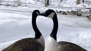 Trailside Talks: How do geese and other birds survive the winter?