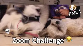 ZOOM CHALLENGE WITH MY DOGS !! GONE WRONG