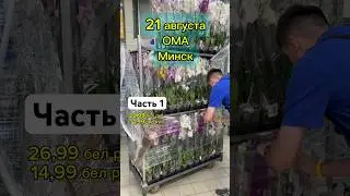 Привоз орхидей. 21 августа ОМА Боровая Минск. Часть 1. #орхидеицветут #орхидеи #привозорхидей