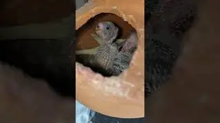 so cute 🥰 badges beby 2 new born baby 🐥 like comment share 🙏#viralvideo #foryou #shortsvideo #reels