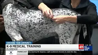 New Alabama law allows EMS to provide lifesaving care to injured police dogs