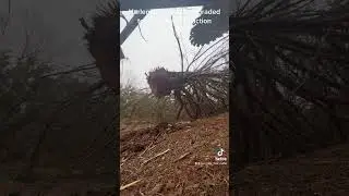 Clearing cedars using a Harleman Manufacturing Rancher Pro series tree saw.