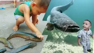 Amazing Boy Catching Big CatFish In Yard || Hand Fishing For CatFish