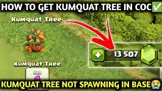 КАК ПОЛУЧИТЬ КУМКВАТОВОЕ ДЕРЕВО В COC ✅ КУМКВАТОВОЕ ДЕРЕВО НЕ ПОЯВЛЯЕТСЯ НА БАЗЕ 😭 КУМКВАТОВОЕ ДЕ...
