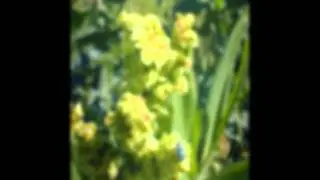 ЩАВЕЛЬ  (RUMEX)  сем. Гречишные