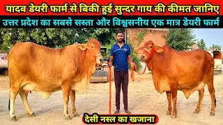यादव डेयरी फार्म से बिकी एक साथ शानदार गाय का भारी-भरकम लाट || yadav dairy farm lucknow #cowvideos 