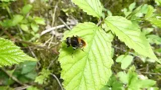 Furry Drone Fly, Eristalis intricaria, male, Groeve Blom, L, the Netherlands, 26 May 2024 (5)