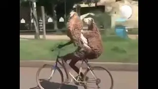 How to transport sheep