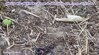 งูดินบ้าน ตาย่าน #Brahminy blind snake, #Common blind #snake #viralvideo #thailand