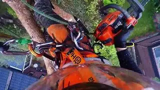 Felling trees next to houses