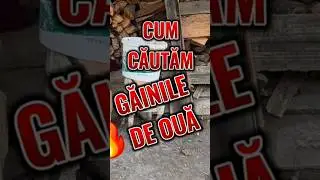 METODA BUNICII: Cum aflăm dacă o găină trebuie să facă ouă