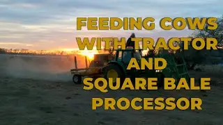 Feeding Cows with Tractor and Tubeline Bale Boss 2 Processor
