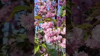 #sakura #севастополь #crimea #сакура #shorts #short