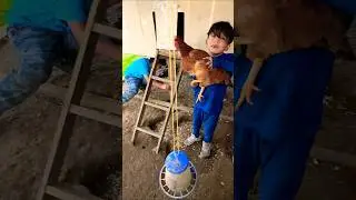 FEEDING THE CHICKENS AND HAVING BOYS TRY TO CATCH THEM 🤣 #jesusfamily