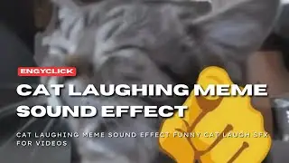 Cat Laughing Meme Sound Effect Funny Cat Laugh SFX for Videos