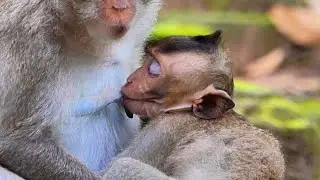 Big baby Vitchie sleeps drink yummy with his momma, Sweet families | Baby Fabulous