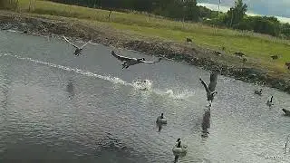 Mn early goose opener with shotkam