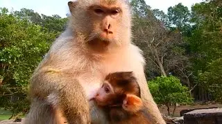 update Baby Baron grow up so fast, Baron baby monkey